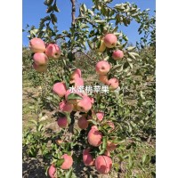 苹果苗，乐琪苹果苗 水蜜桃苹果苗基地实拍图片 本合作社有嫁接工人 对公账户 电议价格 国山山葡萄
