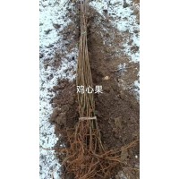 鸡心果树苗、龙丰、甜帅，吉原红苹果苗 4-5公分定植鸡心果树苗现货大量 电议价格 东北果树苗 国山山葡萄