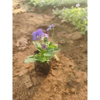 角堇 青州草花培育基地 株型美观景观效果好 四季栽培观赏草本花卉 基地实拍 电议价格 盛隆花卉