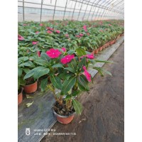 凤仙花 红粉橙颜色鲜艳 颗型美观 花坛 园林 展会租摆 花箱景观绿化花卉品种 花期长 电议价格 盛隆花卉