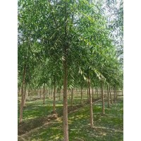 旱柳8-12公分 河道生态绿化苗木 现挖现发 适应性强 大小规格齐全 电议价格 博野县洪森苗圃场