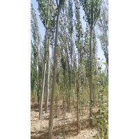 出售8到12的新疆杨 新疆杨小苗批发 景区道路园林绿化露地观赏树 规格齐全 电议价格