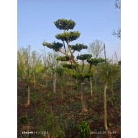 供应造型卫矛，各种规格 实拍图片选树 电议价格 庭院绿化 工程树 树形优美适合观赏 淄博丰泽园林