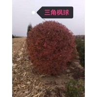 三角枫球 0.6-1.5米冠现货 基地实拍图片 电议价格 东北特色苗木 公园绿化造景球 开原佳源苗圃