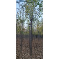 8公分速生白腊 小区公园配景绿化植物 道路旁防护树木 乐陵货源电议价格 白蜡树精品苗 行道树