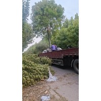白蜡树树 大规格白蜡土球装车 电议价格 景区行道树绿化风景树 菏泽货源 乡村道路绿化行道树