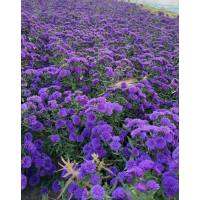 重瓣荷兰菊小苗 鞍山花卉 电议价格 种植基地出售重瓣荷兰菊 花期长 花坛花境花海打造工程苗
