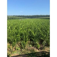 水腊 水腊苗批发小区庭院公园种植绿化四季常绿规格全 园林绿化绿篱小苗 电议价格 吉林家豪苗圃基地