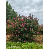 百日红2米到4米 丛生紫薇 庭院盆栽种植百日红 落叶乔木 焦作货源 电议价格 浩霖家庭苗木场