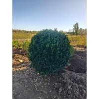 1.5米黄杨球现货实拍 冠幅饱满景区园林公园种植绿化 耐荫喜光植物 四季常绿庭院专用园林绿化栽植