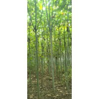 3公分青桐批发 工程绿化优质苗木 落叶乔木 青皮梧桐树 公园景区工程用行道树 电议价格 周口货源