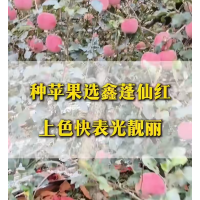 种苹果选“鑫蓬仙红”果品上色快表光靓丽 苹果鲜果销售 果肉乳黄色，全红果 电议价格 农益苗木 果树苗销售