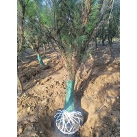 18公分-20公分大规格柽柳，实拍基地挖树照片 电议价格 滨州货源电议价格现货装车 明豪园林