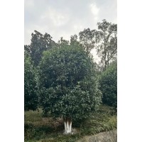 精品丛生桂花现货 树形漂亮，冠型圆润，开花香浓！ 绿化、庭院栽植都合适 电议价格 永隆苗木基地