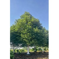香樟容器移植苗18～25公分，冠3～4米，高度6～7米，批量供货，价格实惠电议 益阳永隆苗木基地