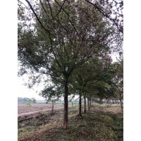 12到20的移植三角枫出售 道路绿化点缀 公园绿化树 行道树 庭院观赏树 规格齐全 电议价格 庆海园林