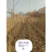 水曲柳三年苗50-1米高3万株 水曲柳垄播3年苗50公分起步5万株 电议价格现货 东北苗木基地