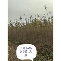 小黑14一根一杆5万左右，2根1杆2万左右杨树插穗30万段 电议大量现货 东北特色苗木 玉良苗圃