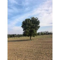 30公分老白腊，现场号挖树选购 电议价格 园林绿化工程行道树 乡村绿化道路景观树 希军园林