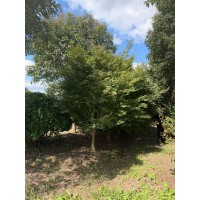 鸡爪槭 易栽培 庭院小区公园观赏植物 市政园林绿化种植 道路花坛庭荫风景树 电议价格 东台沁园苗木