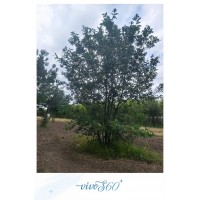 山楂树苗又名山里红基地直供 现挖现发成活率高 园林庭院观赏果树 电议价格 东北苗木基地