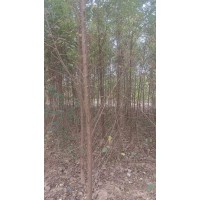 1/2/3/4/5公分榆树5万棵，低价处理。城市美化行道庭荫树 水土保持工厂绿化树种 电议价格