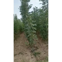 1-4公分白蜡量大 2-3米的白蜡小苗量大 电议价格 公园道路园林绿化工程苗 通达园林基地