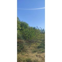 红花碧桃7-8公分，还有200颗 电议价格 小区绿化行道庭荫 景区庭院小区公园园林绿化造景苗